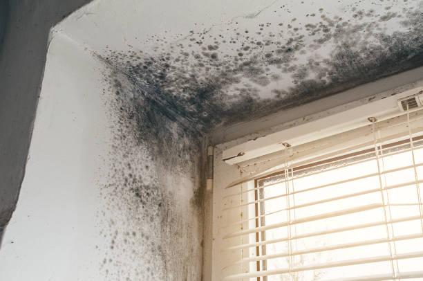 Affordable Mold Removal solutions in Fairfax Station, VA